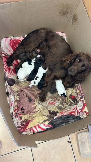 Cocker spaniel