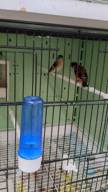 Red siskins for sale