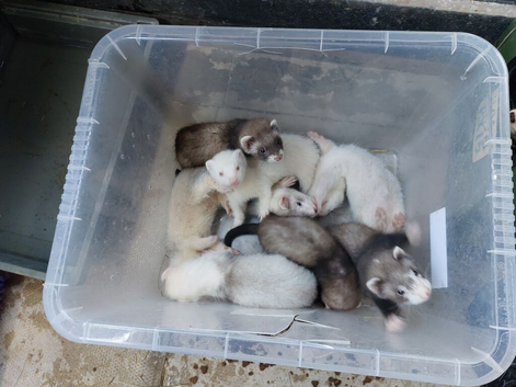 Kits need new homes