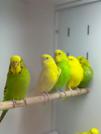 Budgies
