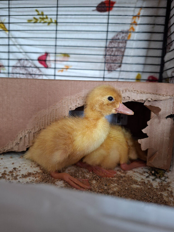 2 Ducklings