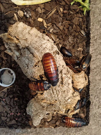 Small Brood of Madagascar Hissing Cockroaches (includes standard as well)