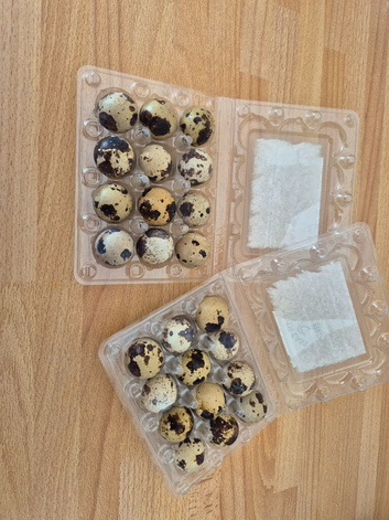 Hatching eggs