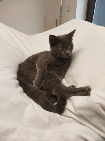 1 grey cat male
