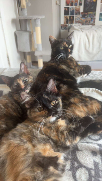 Female kitten and mum