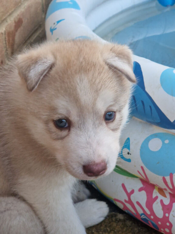 Male husky puppy for sale