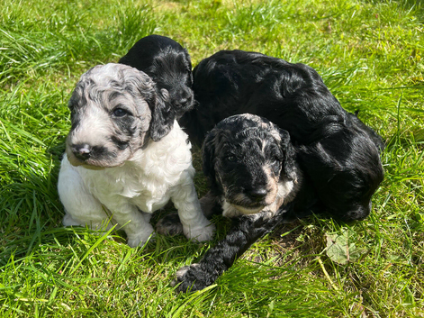 Beautiful Cockapoo Puppies