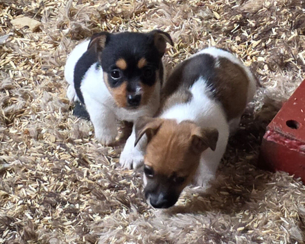 Jack Russel Boys