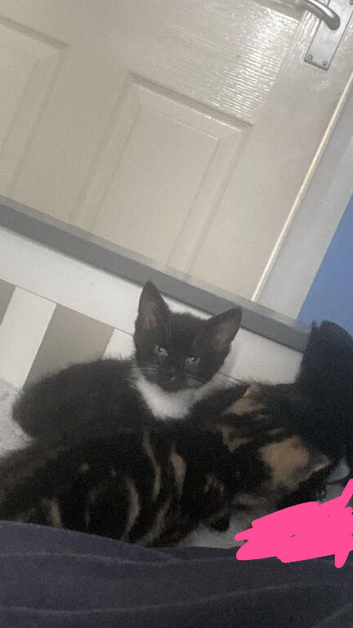 Beautiful kittens ready now
