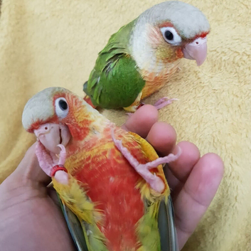 Genuine Hand reared tame talking conure parrots x 2 remaining.