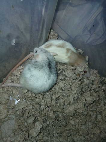 Rat Rehoming