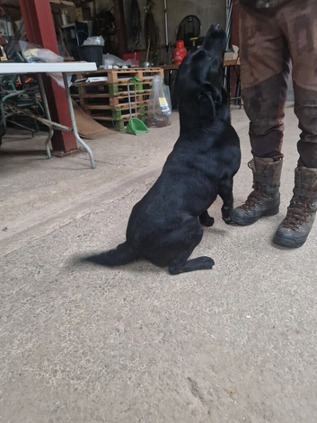 Trained labrador