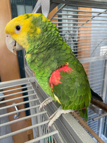 Double Yellow Headed Amazon For Sale Needs a Good Home