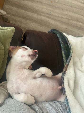 REDUCED! 1 BOY LEFT  needs his forever home! Jack pups ready to go!