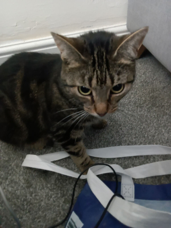3 year old female