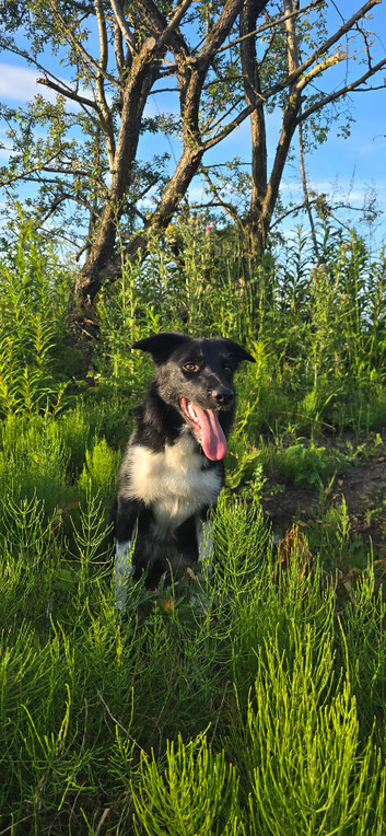 7 month old border collie