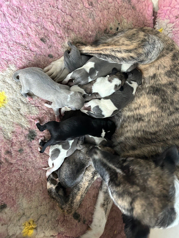 3/4 whippet 1/4 collie