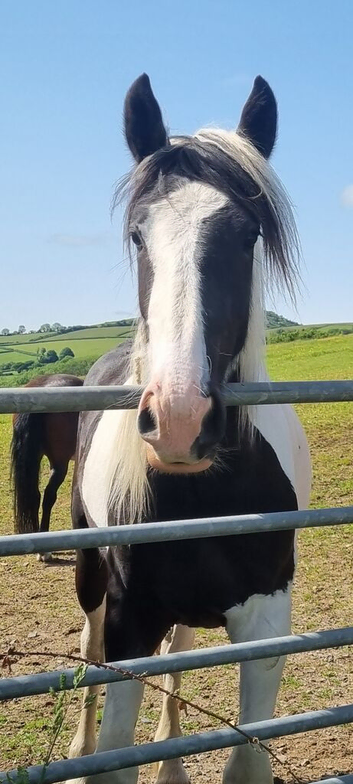 Pearl 2 year old filly for sale