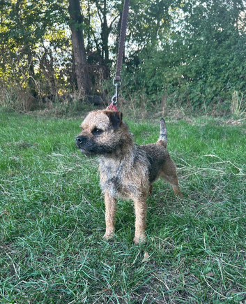 KC Registered Border Terrier Stud Dog