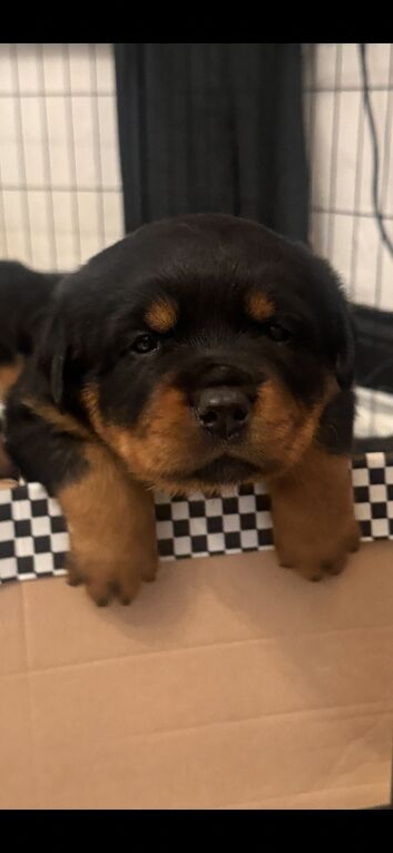 Stunning pedigree Rottweiler cubs