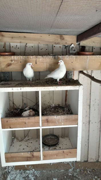 Young doves