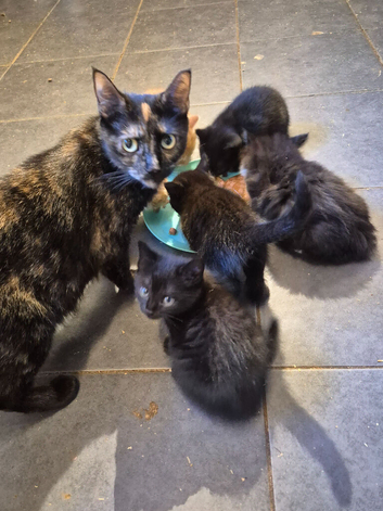 Stunning litter of 6 kittens