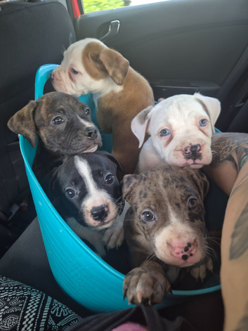 !!! 2 boys left !!!! Black and white and chocolate and white
