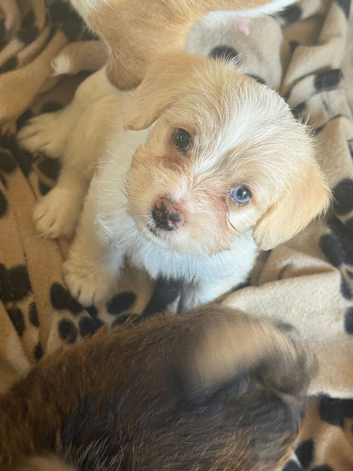 Beautiful f1 jackapoo puppies for sale
