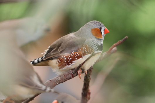 Various Zebra Finch Varieties