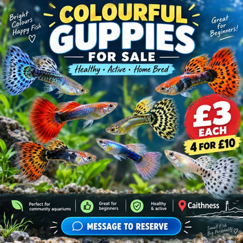 COLOURFUL GUPPIES FOR SALE &ndash; CAITHNESS
