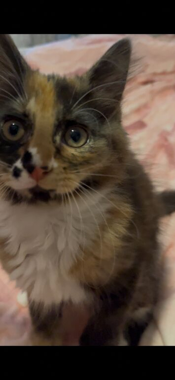 Beautiful friendly fluffy female kitten