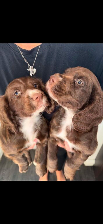 1 boy Cocker spaniel