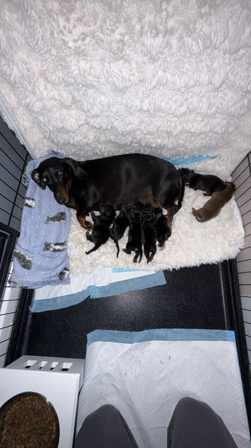 Dachshund puppy&rsquo;s ready now/vaccinated