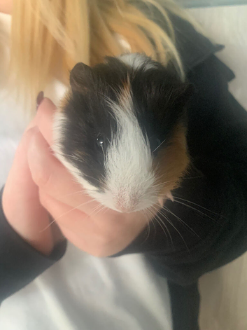 2 girls 9 weeks old
