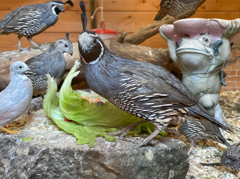 2 pairs of Californian Quails
