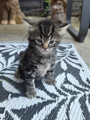 Maine coon cross kittens for sale