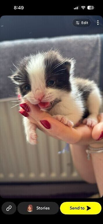 2x beautiful male kittens