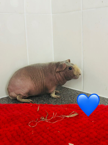 2 bonded skinny girls