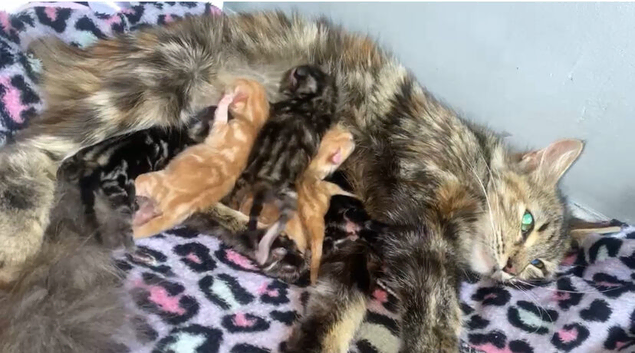 Bengal mix