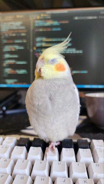 Cockatiel *ONLY FOR CURRENT OWNERS*