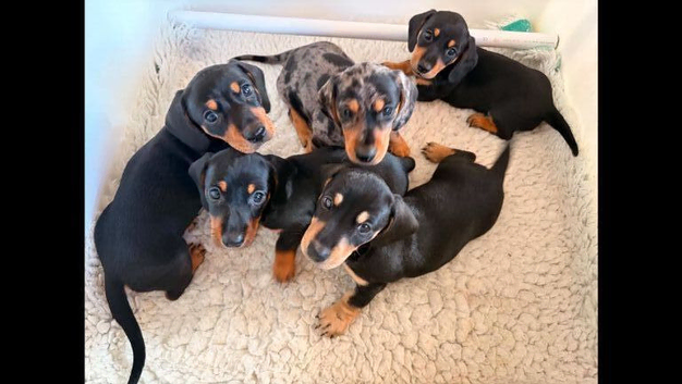 Miniature dachshund puppies