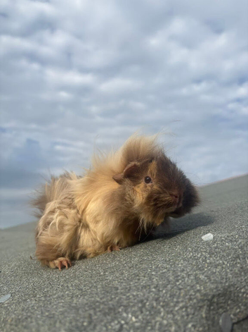 FEMALE guinea pigs
