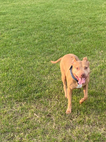 Looking to rehome female Staffordshire bull terrier