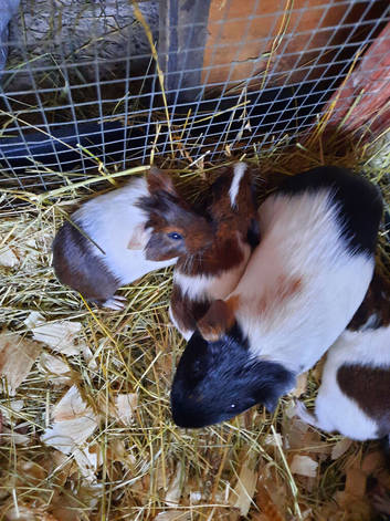 Male baby boar