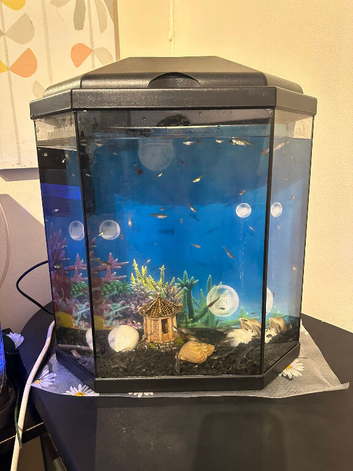 Fish tank with all Fishes