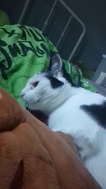 cat