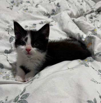 Male Kitten Ready to go