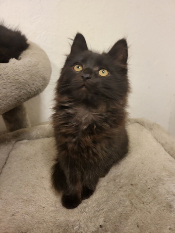 Adorable fluffy Kitten Ready for Loving Home