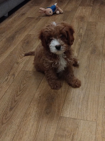 Cavapoos