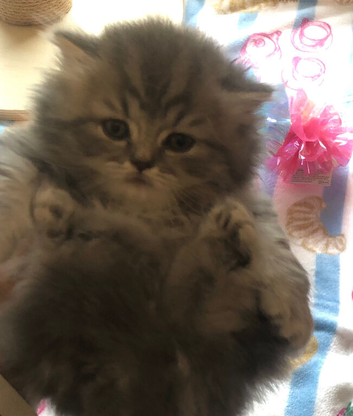 British Longhair Kittens